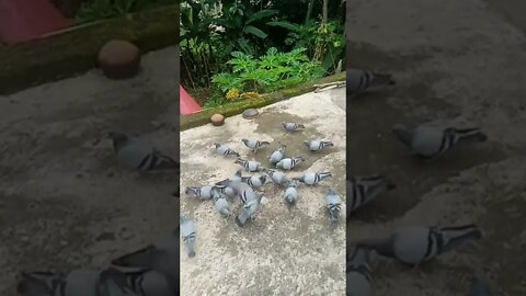 is this sky cutter ? a unique variety of bird #shorts #pigeon #pigeonlover