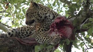 Leap Of Leopards - Mother And Cubs (26): Feeding On A Bushbuck
