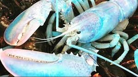 BLUE LOBSTER EXISTS IRL IN REAL LIFE GUYS REAL FOOTAGE TRUE RECORDING NO CAP