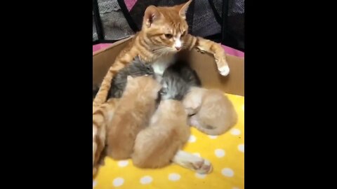 "This mama cat is all fed up!" This Cat Is Fed Up And Needs Your Help