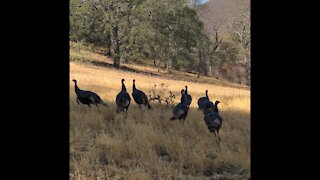 Wild Turkeys-Mt. Diablo State Park