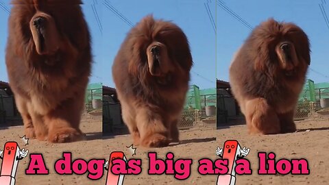 The Biggest Dog In The World.,, This Dog Look Like Lion.