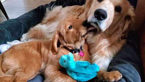 Grumpy Golden Retriever Annoyed By New Baby Sister