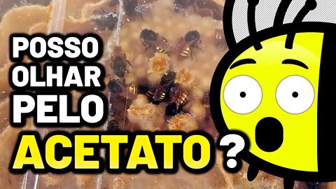 Olhar as abelhas pelo acetato prejudica a colônia? | Respondendo dúvidas 🐝