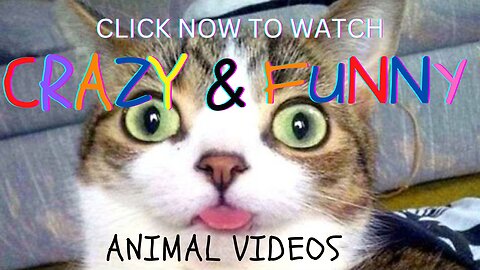 Did that really just happen - Funny animal video compilation of December 2022