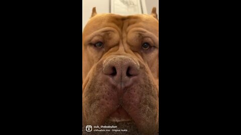 GIANT Pit Bulls funniest moments!!! 🦁😆😂