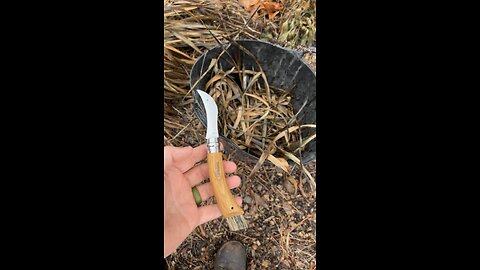 Collecting Rattlesnake Master For Cordage