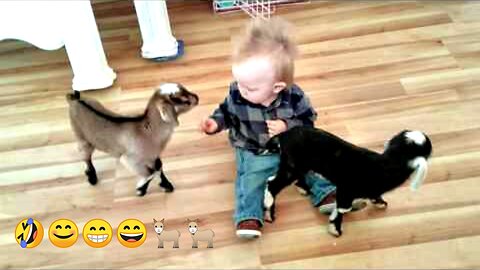 Cute Baby and Babes Goats Funny moment