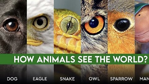 How Animals Sees the world