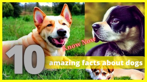 10 amazing facts about dogs