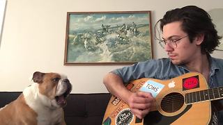 Winston the Bulldog sings during owner's guitar session