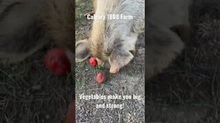 🐷❤️🍆🌱🍊#kunekune #pigs love vegetables!