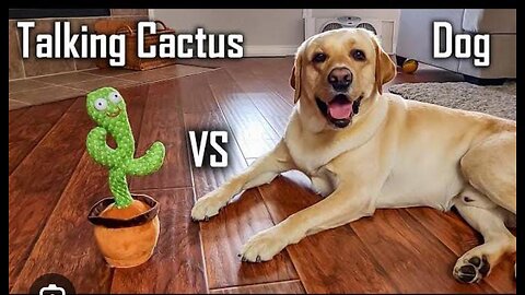 Dog Vs Talking cactus (Funny moments)
