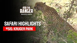 Safari Highlights #515: 21 - 23 December 2018 | Kruger National Park | Latest Wildlife Sightings