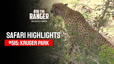 Safari Highlights #515: 21 - 23 December 2018 | Kruger National Park | Latest Wildlife Sightings