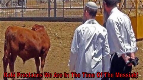 Five Red Heifers Delivered From Texas To Israel Today!
