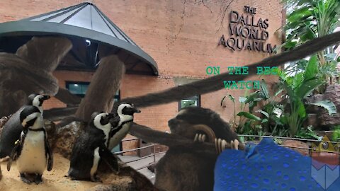 BEC Watch Entries: #8 Dallas World Aquarium