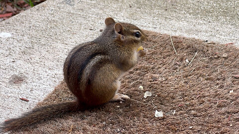 Chipmunk eats corn