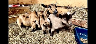 SICK goat or NOT, I don’t know anymore! | Baby goat ZOOMIES! | Pregnant goats ready to kid?