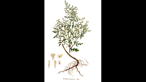 Artemisia annua - Tea