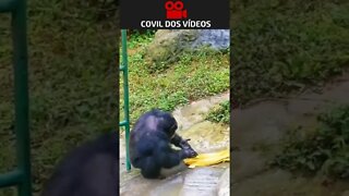 macaco lavando roupa