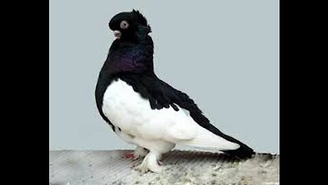 Raising pigeons on the roof of the house