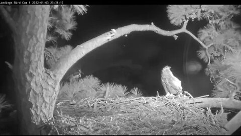 Great Horned Owl-Late Night Short Visit 🦉 1/4/22 23:36