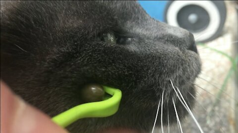 Giant Tick on Cat's face. Satisfying removal