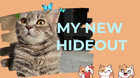 Funny Cat Video - Basil's New Hideout