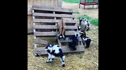 Baby Goats Jumping and Playing