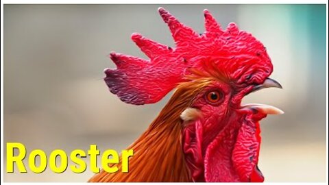 Learn Pets SOUNDS (VOICE): Rooster