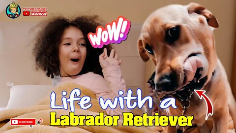 Life with a Labrador Retriever (Amy & York)