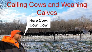 Calling Cows and Weaning Calves