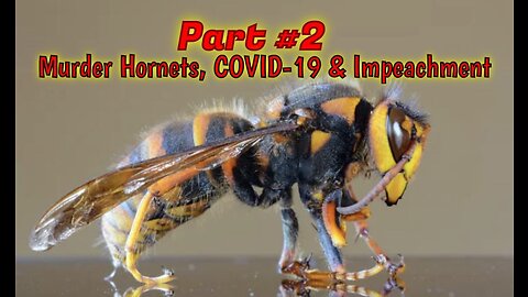 PART #2: 🐝 Murder Hornets, CoRNey, Impeachment & COVID-19 (9/2020)