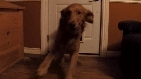 River Of Excited Golden Retrievers Explodes Through Doggy Door