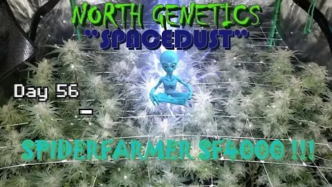 "Summer Stock II" episode 10 #NorthGenetics #Spacedust #👽 #SpiderFarmer #sf4000 day 56 #🔨