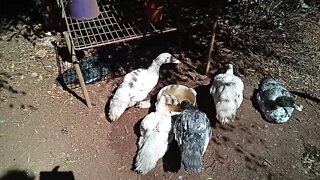 Young Muscovy boys out in the sun 26th July 2021