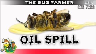 Hive Beetle Oil Spill - Beekeeping gone wrong. #beekeeping