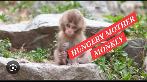 Hungery Monkey Mother !!!!!!