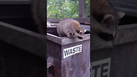 Raccoon stuck inside garbage bin
