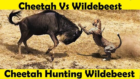Cheetah Hunting Wildebeest. Cheeta Vs Wildbeest Fight. (Tutorial Video)