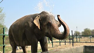Majestic elephant shows complete joy after being rescued from slavery