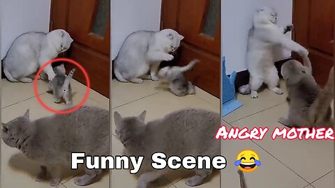 Cat funny Scene 😂 revange for child