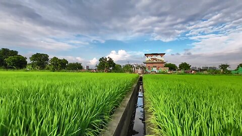 Nature's Tapestry: Aerial Views of Serene Homes and Lush Rice Paddies