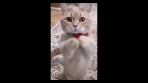 cute cat /please follow