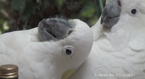 CRAZY COCKATOOS...!!!