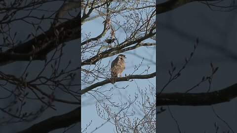 Woodland Bird Videography