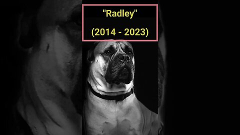 Radley - Rest In Peace & Fly High Man's Best Friend #InMemory #Shorts #NEFFEX