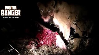 Lioness With A Big Kudu Feast | Archive Lion Footage