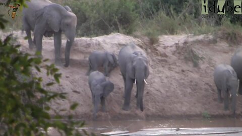 Elephants Slide Down A Riverbank To Get A Drink!